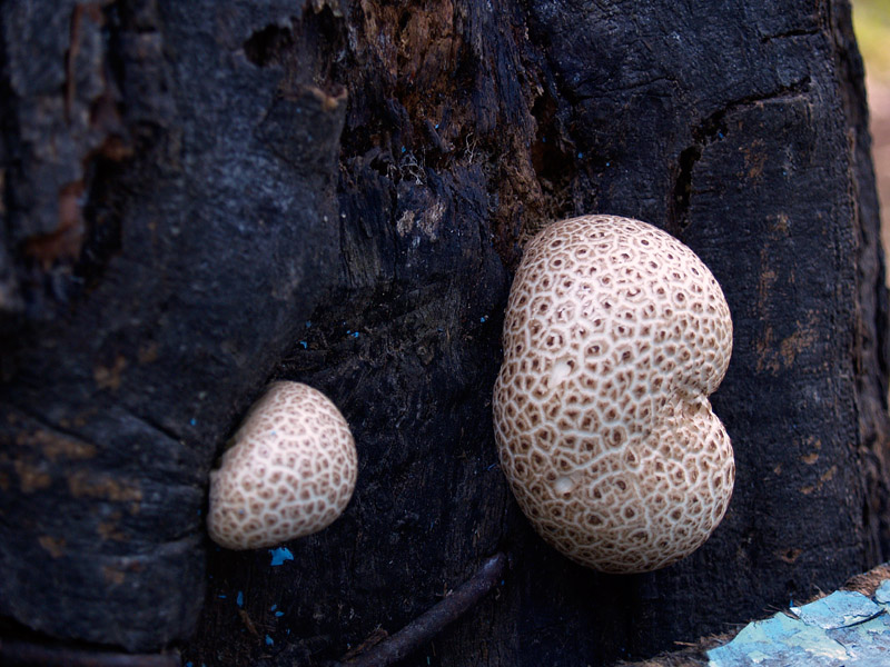Очередные необычные грибочки