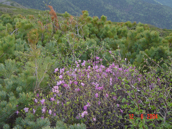 DSC00654